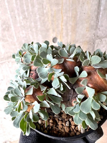 【現品限り】オトンナ・カカリオイデス 大株 現地株 発根済み【O43】 Othonna cacalioides