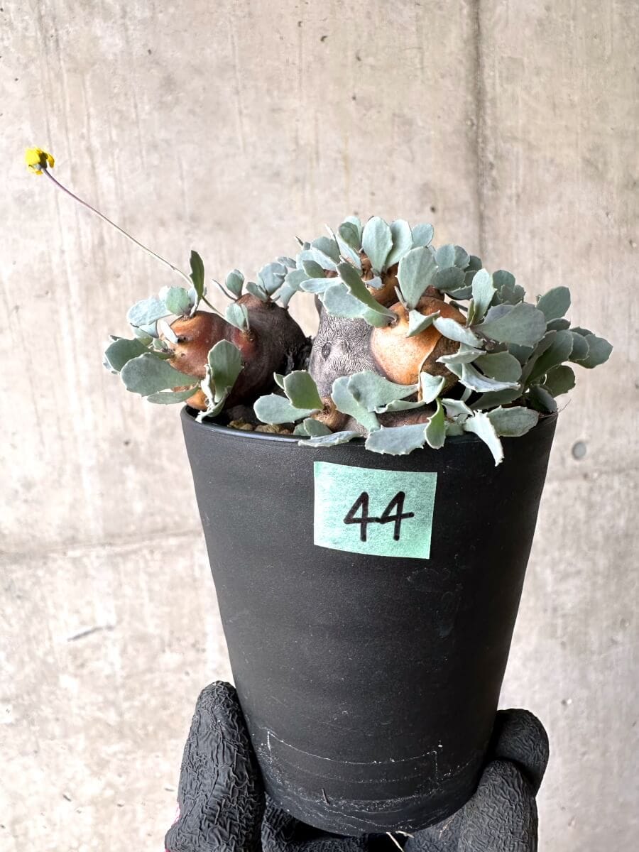 【現品限り】オトンナ・カカリオイデス 大株 現地株 発根済み【O44】 Othonna cacalioides