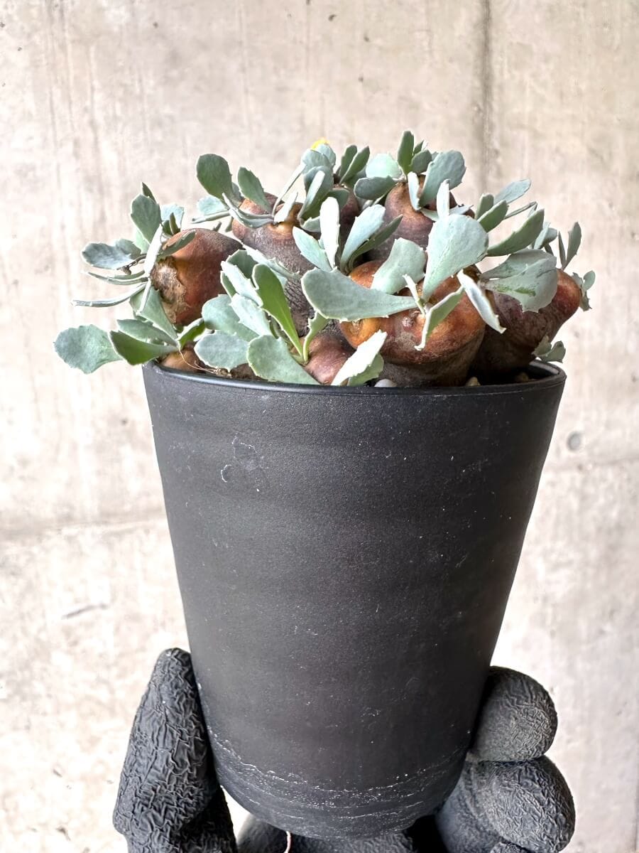 【現品限り】オトンナ・カカリオイデス 大株 現地株 発根済み【O44】 Othonna cacalioides