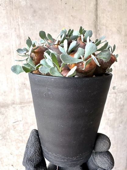 【現品限り】オトンナ・カカリオイデス 大株 現地株 発根済み【O44】 Othonna cacalioides