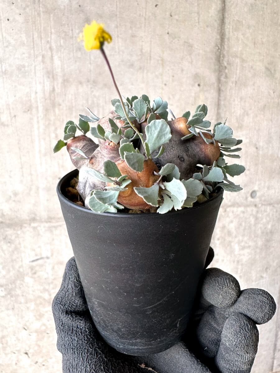 【現品限り】オトンナ・カカリオイデス 大株 現地株 発根済み【O44】 Othonna cacalioides