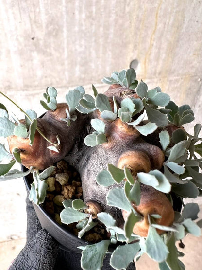 【現品限り】オトンナ・カカリオイデス 大株 現地株 発根済み【O44】 Othonna cacalioides