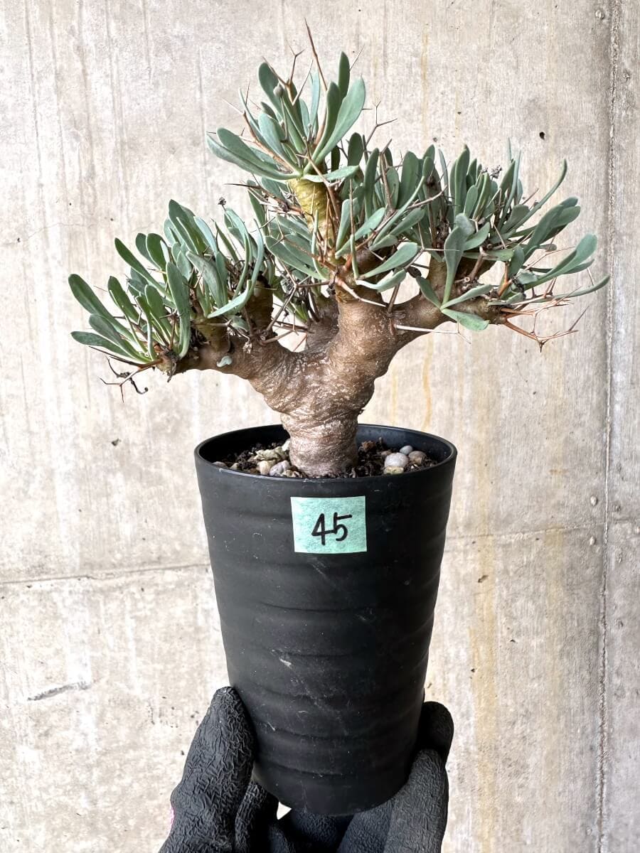 【現品限り】オトンナ・ユーフォルビオイデス【O45】 Othonna euphorbioides