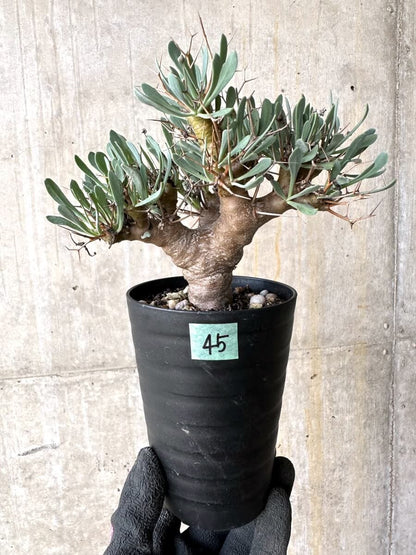 【現品限り】オトンナ・ユーフォルビオイデス【O45】 Othonna euphorbioides