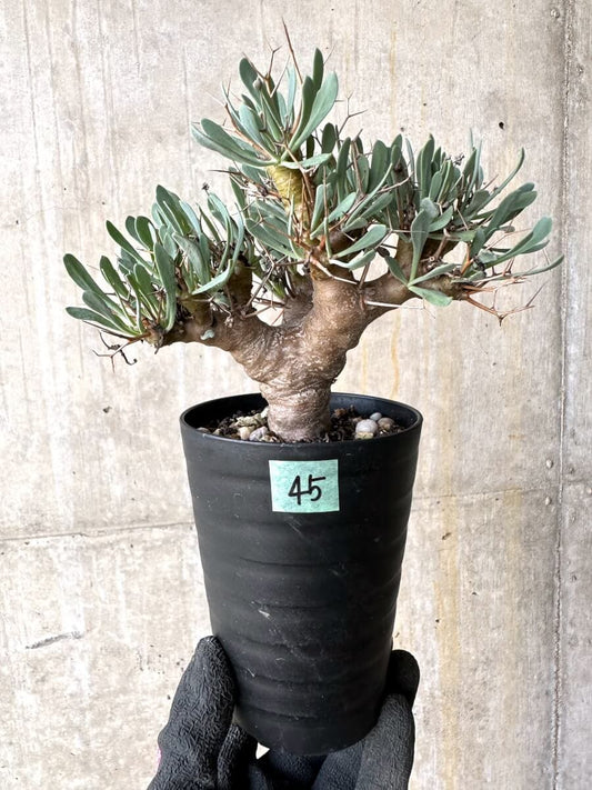 【現品限り】オトンナ・ユーフォルビオイデス【O45】 Othonna euphorbioides