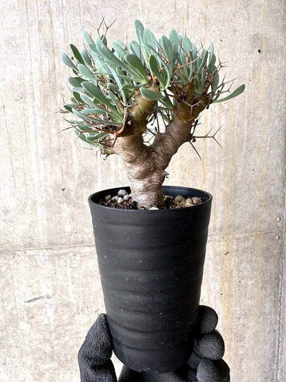 【現品限り】オトンナ・ユーフォルビオイデス【O45】 Othonna euphorbioides