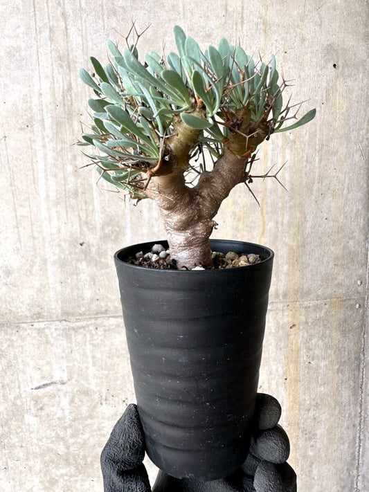 【現品限り】オトンナ・ユーフォルビオイデス【O45】 Othonna euphorbioides
