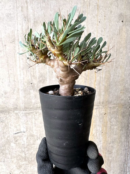【現品限り】オトンナ・ユーフォルビオイデス【O45】 Othonna euphorbioides