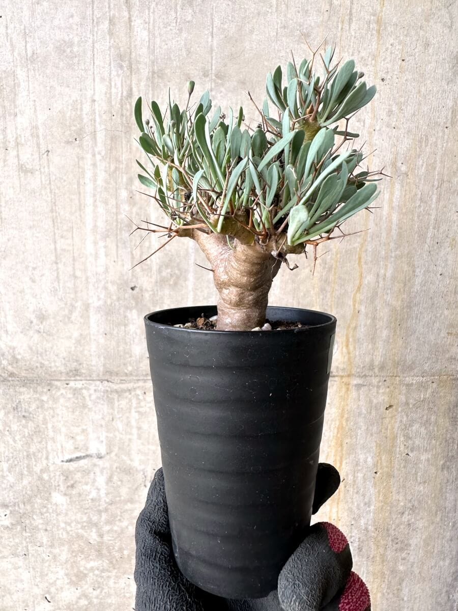 【現品限り】オトンナ・ユーフォルビオイデス【O45】 Othonna euphorbioides