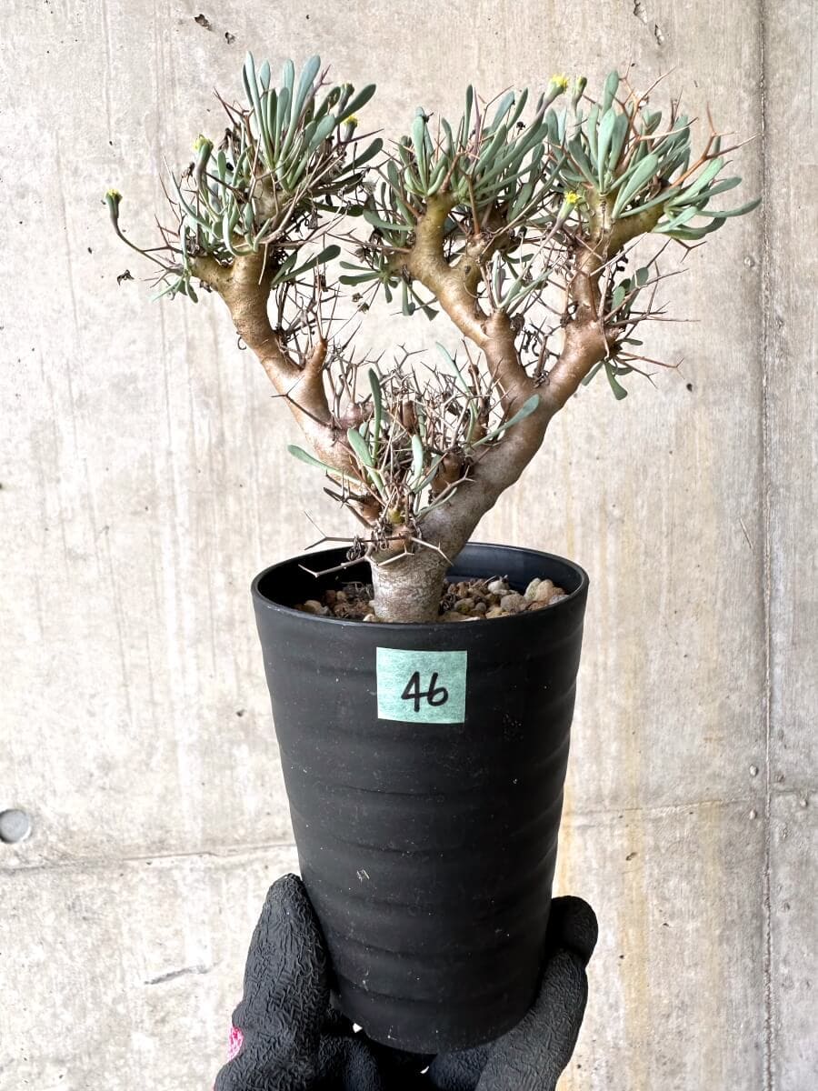 【現品限り】オトンナ・ユーフォルビオイデス【O46】 Othonna euphorbioides