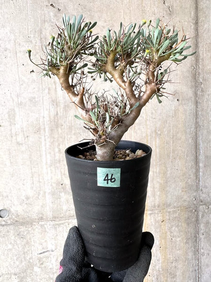 【現品限り】オトンナ・ユーフォルビオイデス【O46】 Othonna euphorbioides