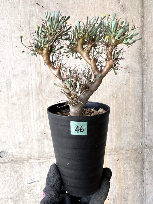 【現品限り】オトンナ・ユーフォルビオイデス【O46】 Othonna euphorbioides