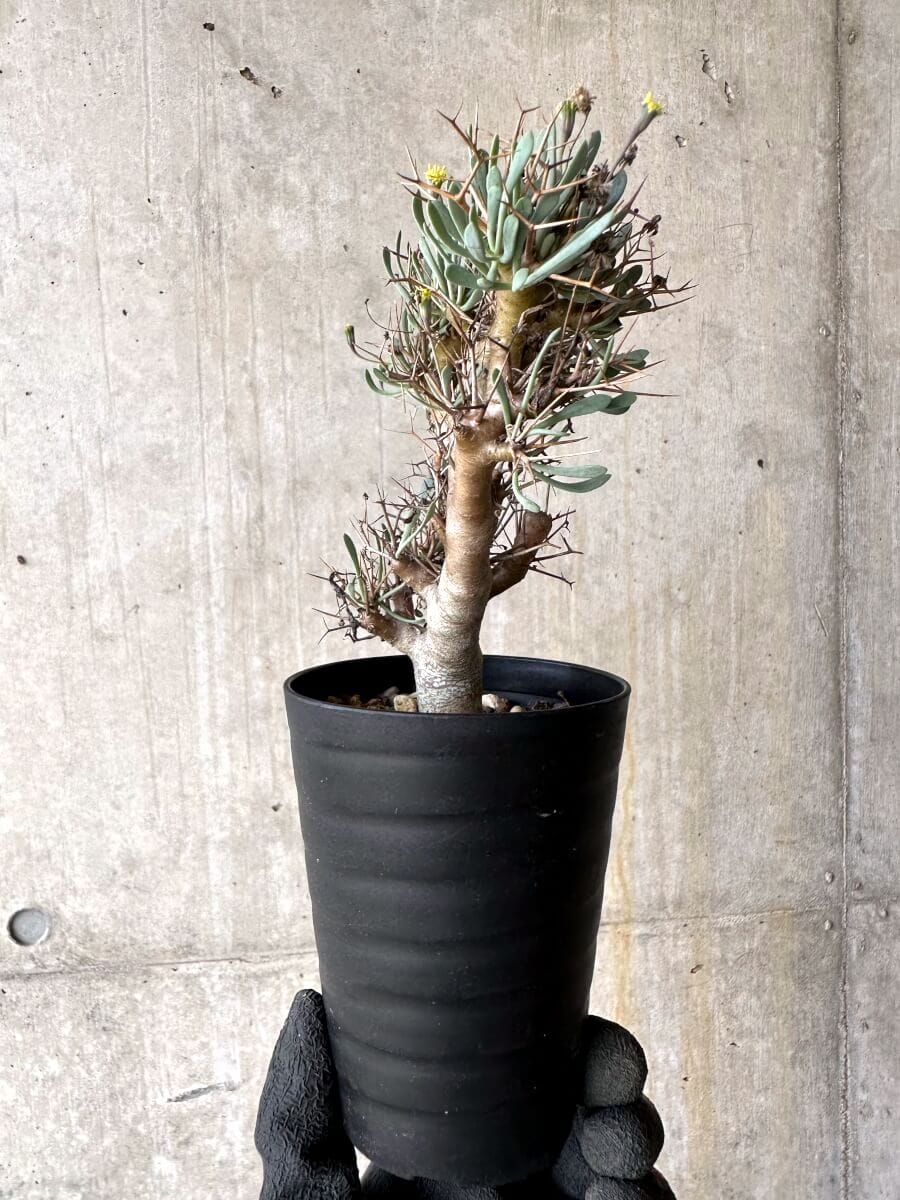 【現品限り】オトンナ・ユーフォルビオイデス【O46】 Othonna euphorbioides