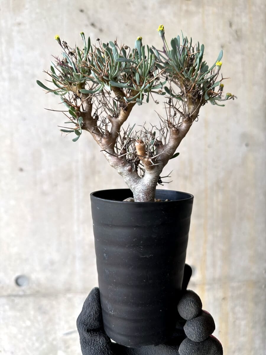 【現品限り】オトンナ・ユーフォルビオイデス【O46】 Othonna euphorbioides