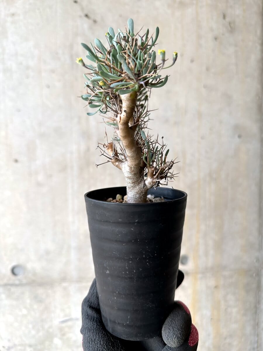 【現品限り】オトンナ・ユーフォルビオイデス【O46】 Othonna euphorbioides