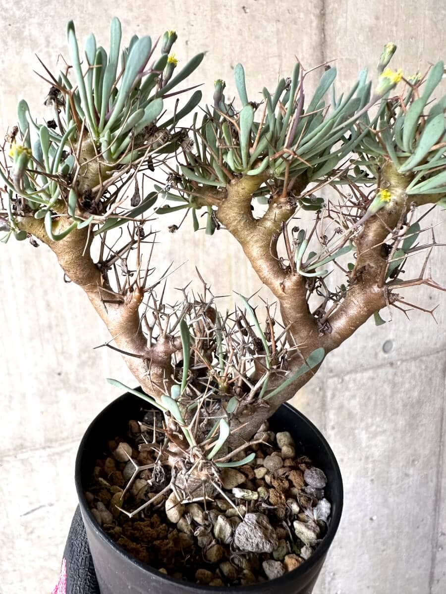 【現品限り】オトンナ・ユーフォルビオイデス【O46】 Othonna euphorbioides