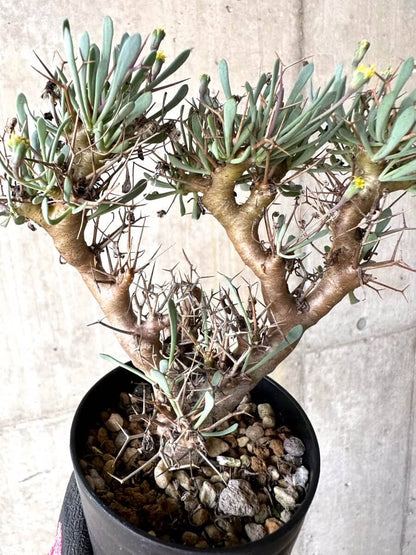 【現品限り】オトンナ・ユーフォルビオイデス【O46】 Othonna euphorbioides