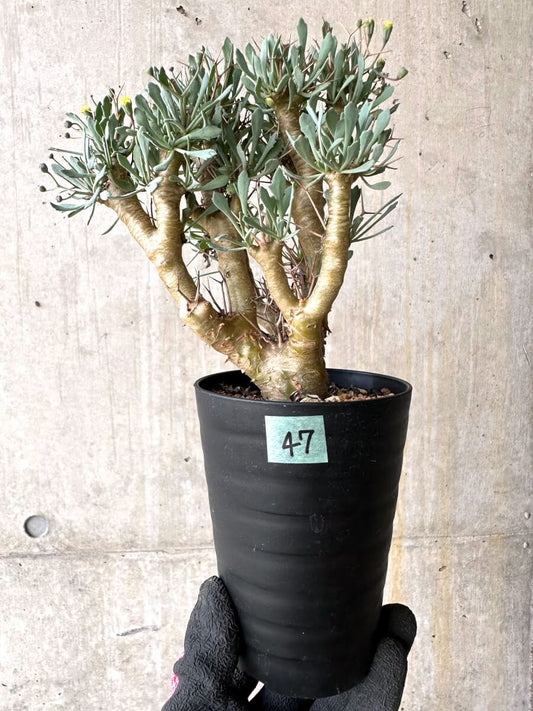 【現品限り】オトンナ・ユーフォルビオイデス【O47】 Othonna euphorbioides