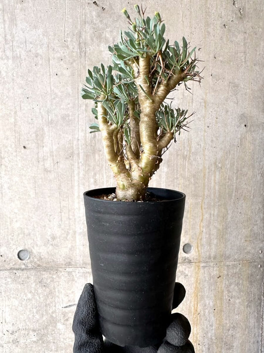 【現品限り】オトンナ・ユーフォルビオイデス【O47】 Othonna euphorbioides