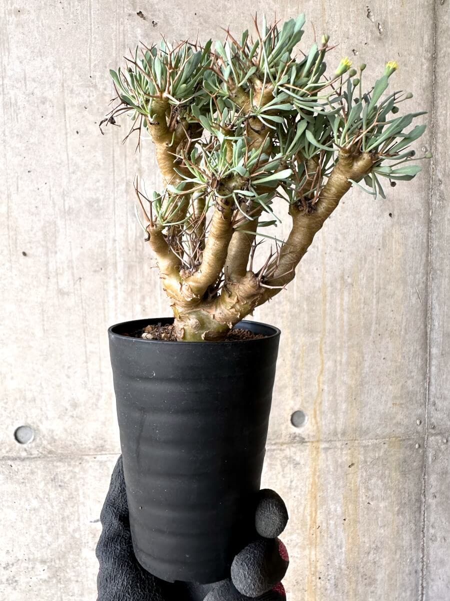 【現品限り】オトンナ・ユーフォルビオイデス【O47】 Othonna euphorbioides