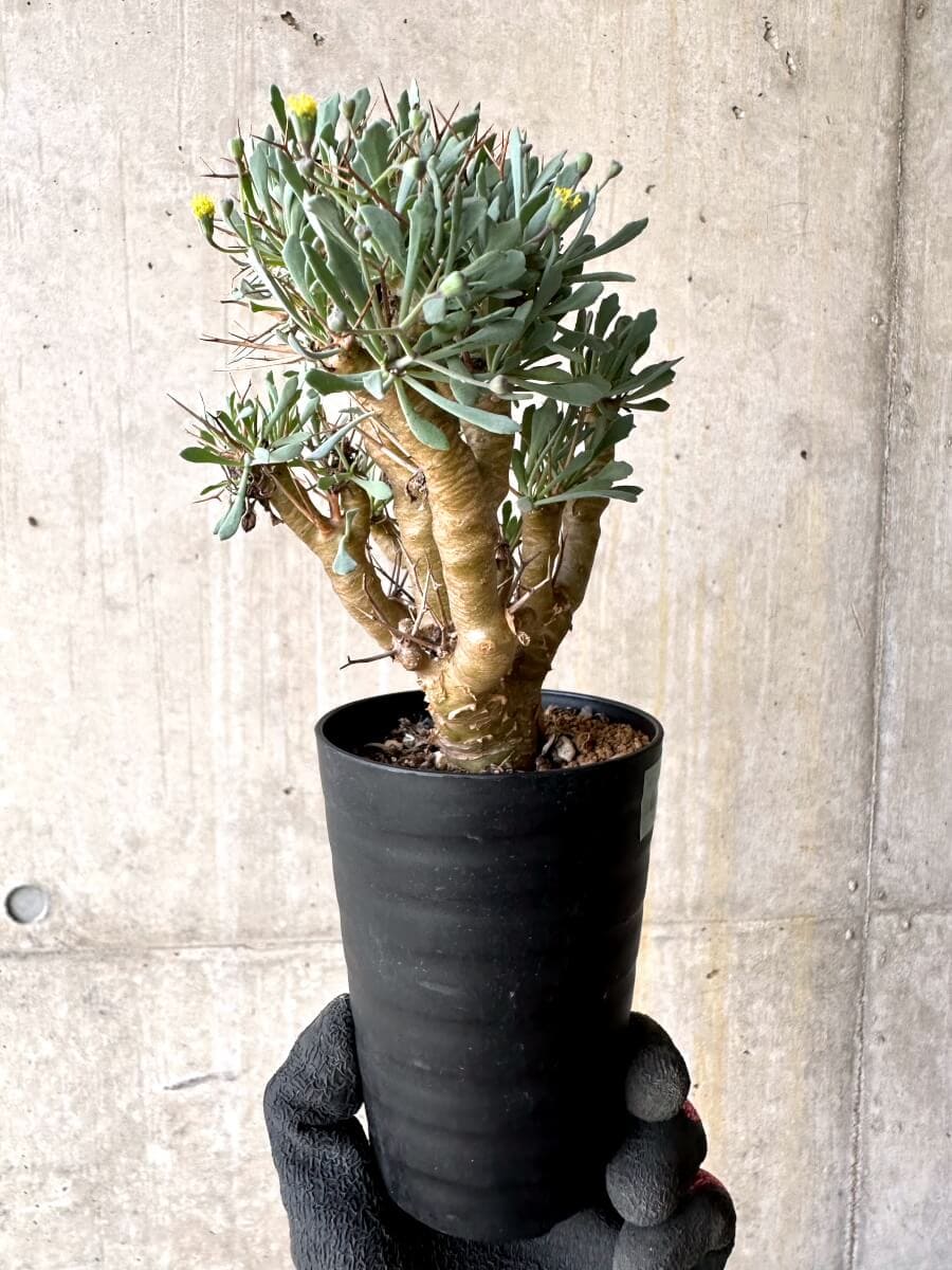 【現品限り】オトンナ・ユーフォルビオイデス【O47】 Othonna euphorbioides