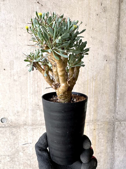 【現品限り】オトンナ・ユーフォルビオイデス【O47】 Othonna euphorbioides