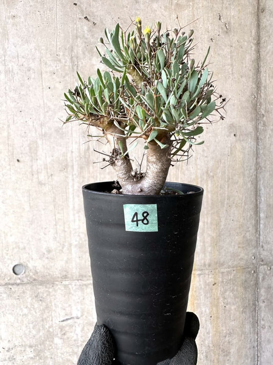 【現品限り】オトンナ・ユーフォルビオイデス【O48】 Othonna euphorbioides