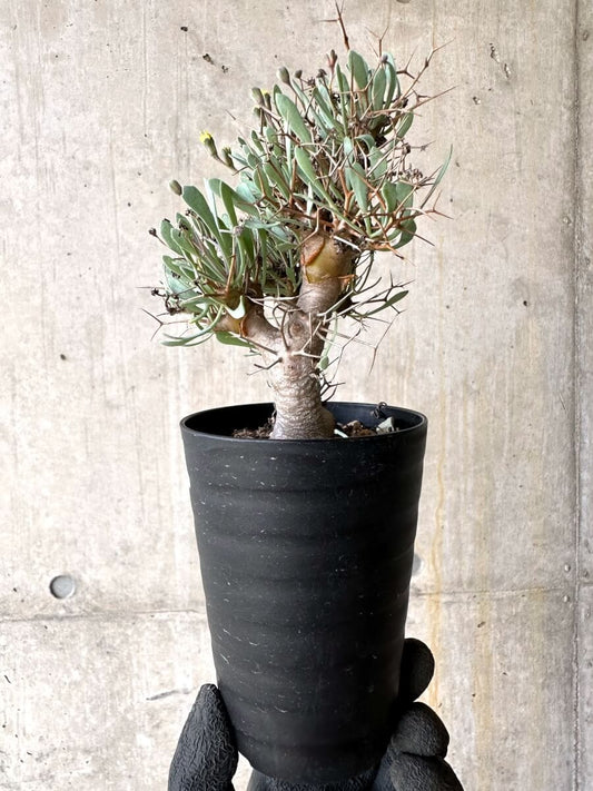 【現品限り】オトンナ・ユーフォルビオイデス【O48】 Othonna euphorbioides