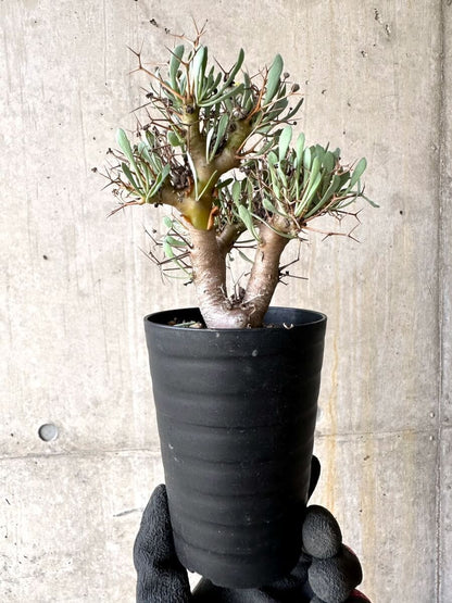 【現品限り】オトンナ・ユーフォルビオイデス【O48】 Othonna euphorbioides