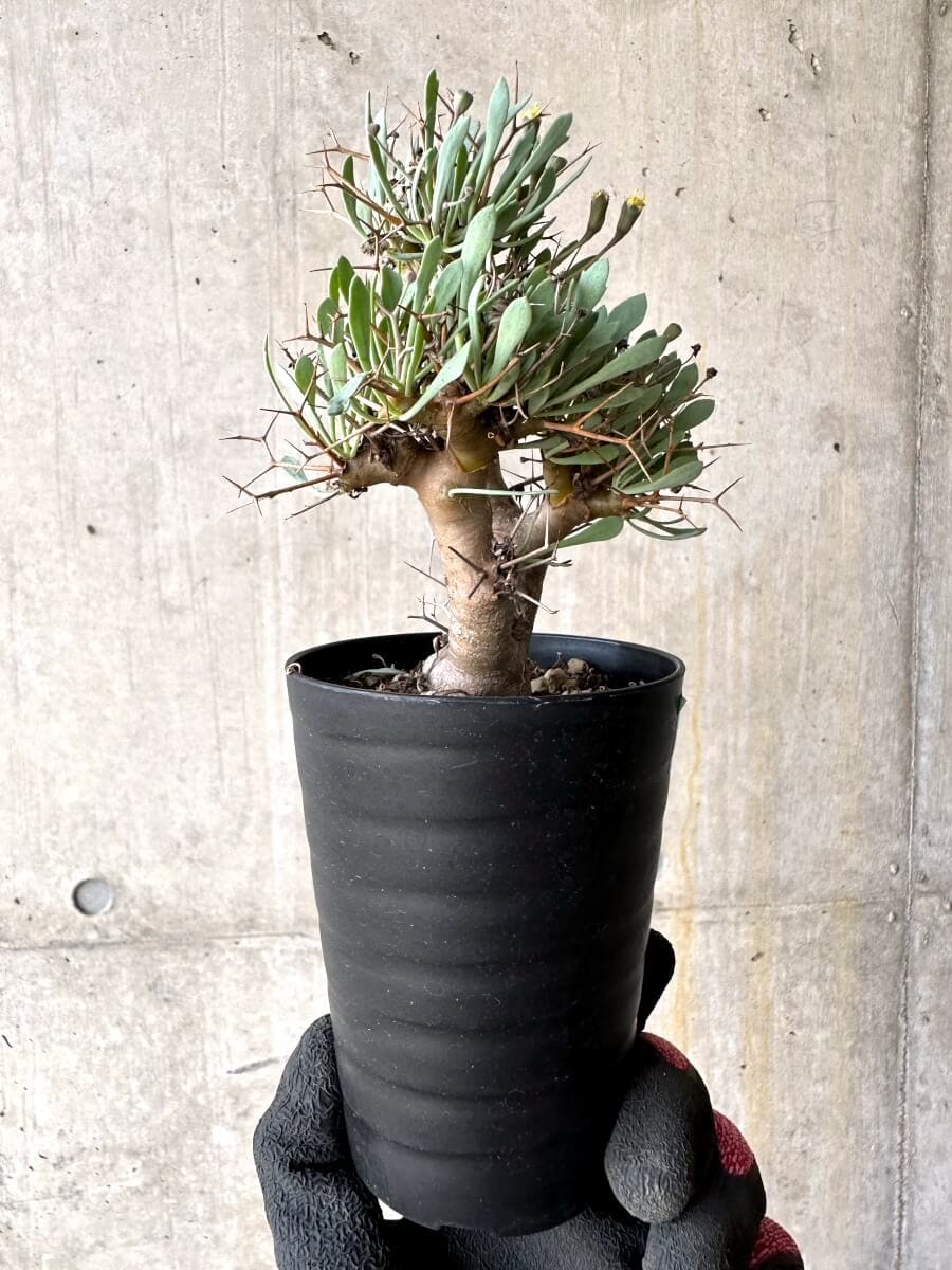 【現品限り】オトンナ・ユーフォルビオイデス【O48】 Othonna euphorbioides