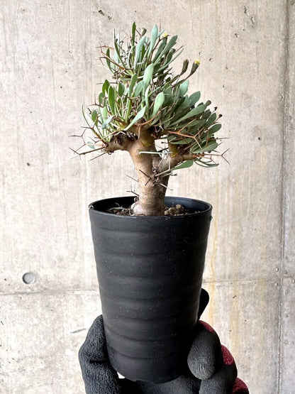 【現品限り】オトンナ・ユーフォルビオイデス【O48】 Othonna euphorbioides
