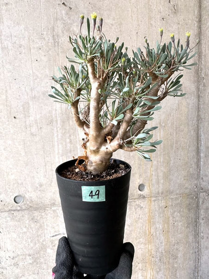 【現品限り】オトンナ・ユーフォルビオイデス【O49】 Othonna euphorbioides
