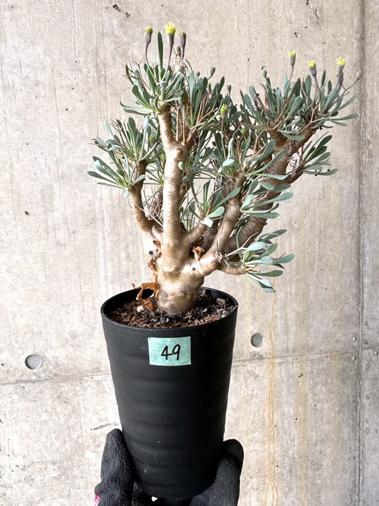 【現品限り】オトンナ・ユーフォルビオイデス【O49】 Othonna euphorbioides