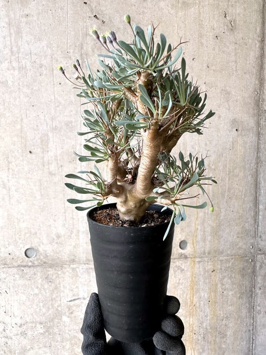 【現品限り】オトンナ・ユーフォルビオイデス【O49】 Othonna euphorbioides