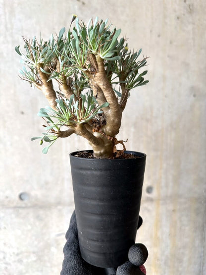 【現品限り】オトンナ・ユーフォルビオイデス【O49】 Othonna euphorbioides