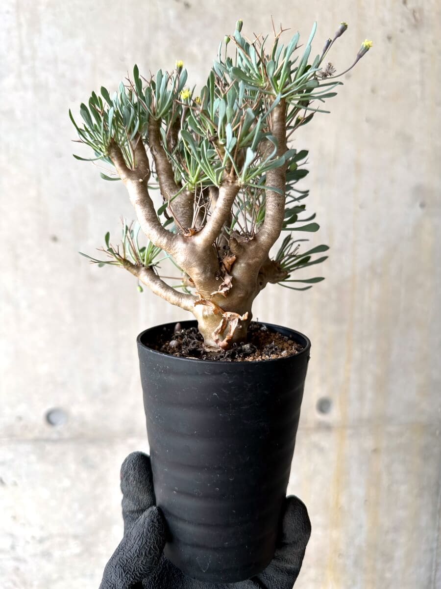 【現品限り】オトンナ・ユーフォルビオイデス【O49】 Othonna euphorbioides