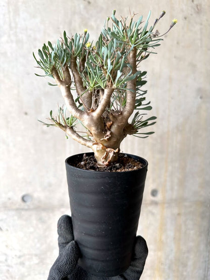 【現品限り】オトンナ・ユーフォルビオイデス【O49】 Othonna euphorbioides