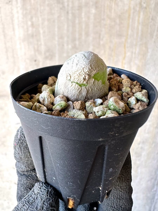 【現品限り】ムイリア・ホルテンセ【O4】 Muiria hortenseae