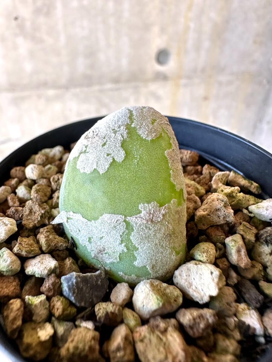 【現品限り】ムイリア・ホルテンセ【O4】 Muiria hortenseae