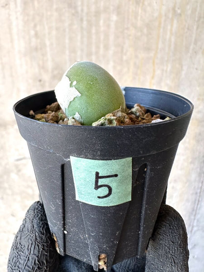 【現品限り】ムイリア・ホルテンセ【O5】 Muiria hortenseae