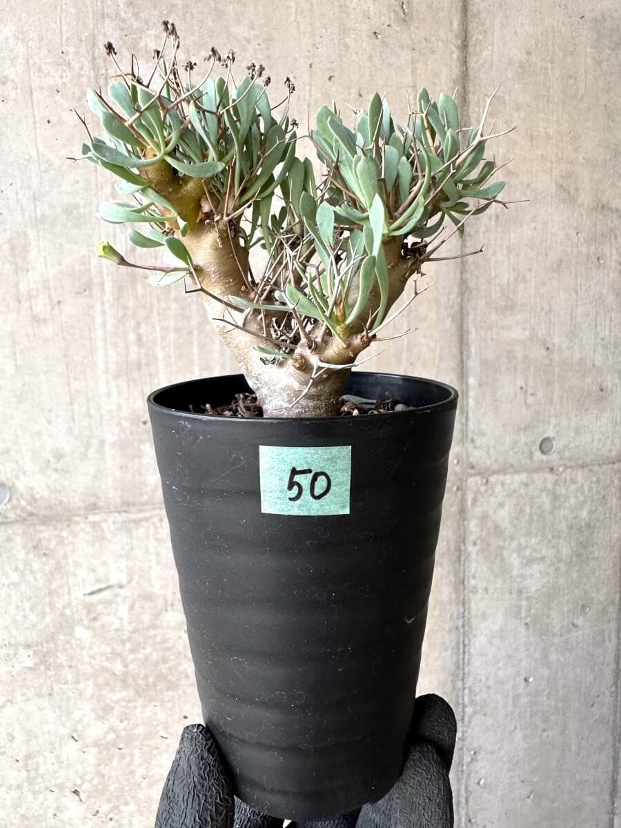 【現品限り】オトンナ・ユーフォルビオイデス【O50】 Othonna euphorbioides