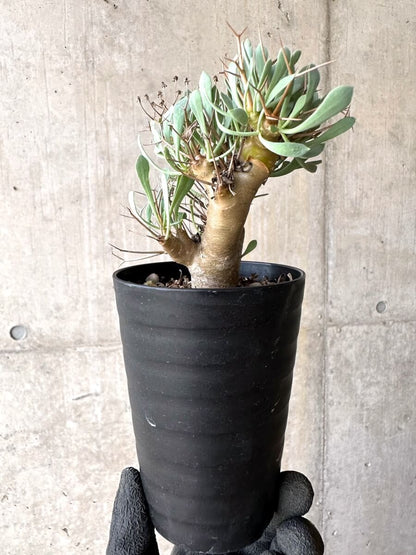 【現品限り】オトンナ・ユーフォルビオイデス【O50】 Othonna euphorbioides