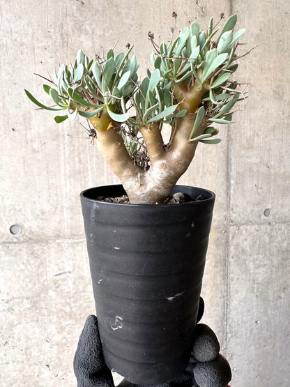 【現品限り】オトンナ・ユーフォルビオイデス【O50】 Othonna euphorbioides