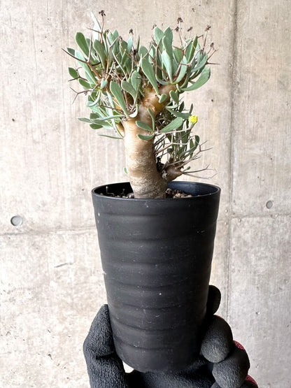 【現品限り】オトンナ・ユーフォルビオイデス【O50】 Othonna euphorbioides