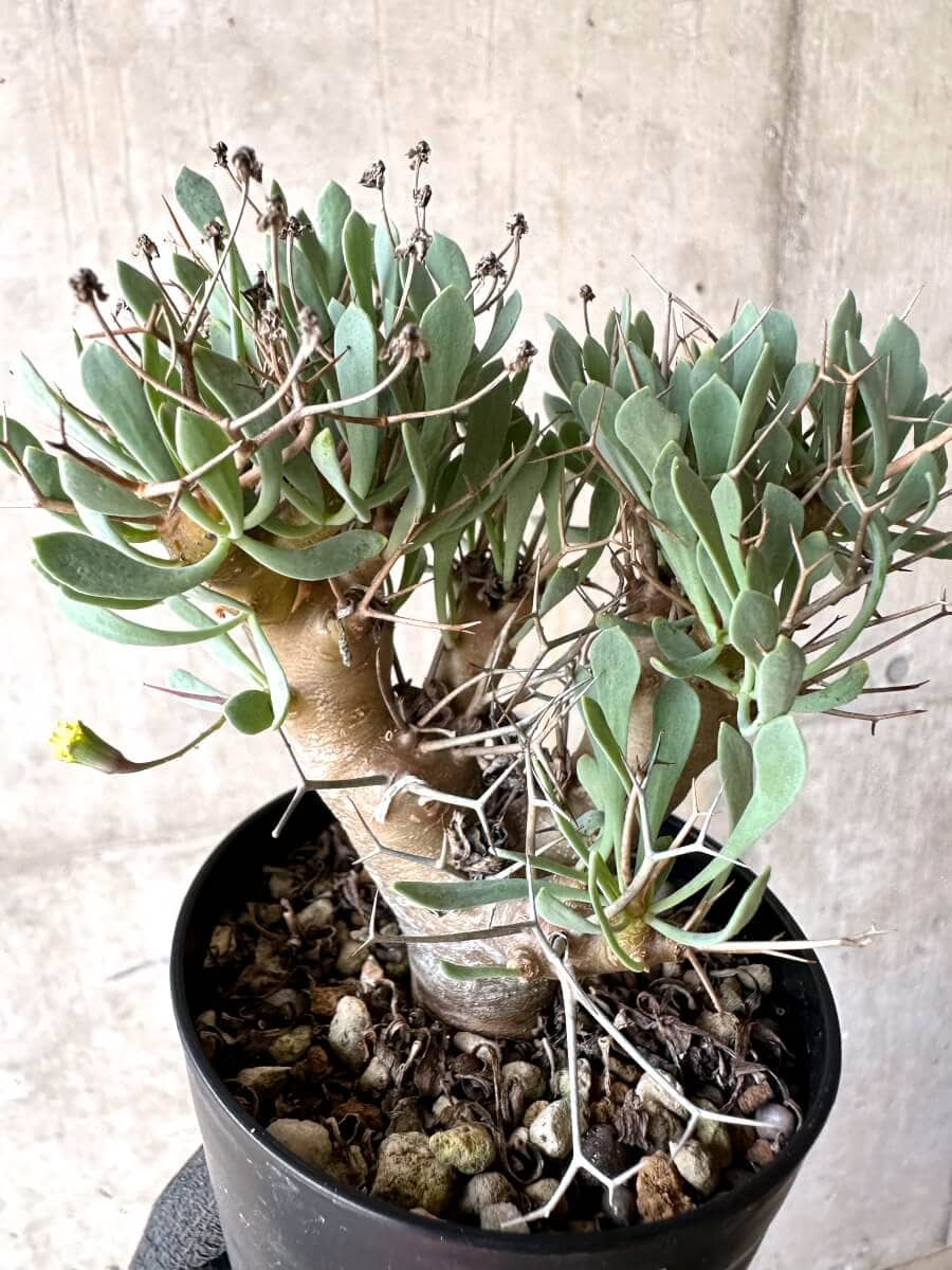 【現品限り】オトンナ・ユーフォルビオイデス【O50】 Othonna euphorbioides