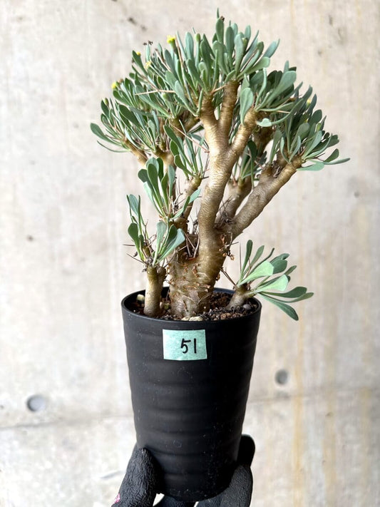 【現品限り】オトンナ・ユーフォルビオイデス【O51】 Othonna euphorbioides