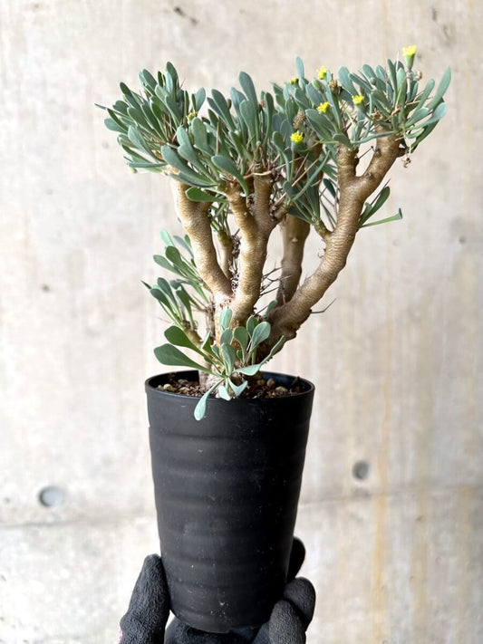 【現品限り】オトンナ・ユーフォルビオイデス【O51】 Othonna euphorbioides