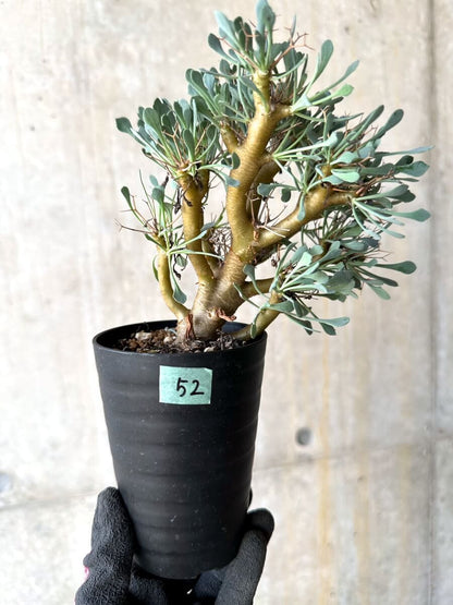 【現品限り】オトンナ・ユーフォルビオイデス【O52】 Othonna euphorbioides