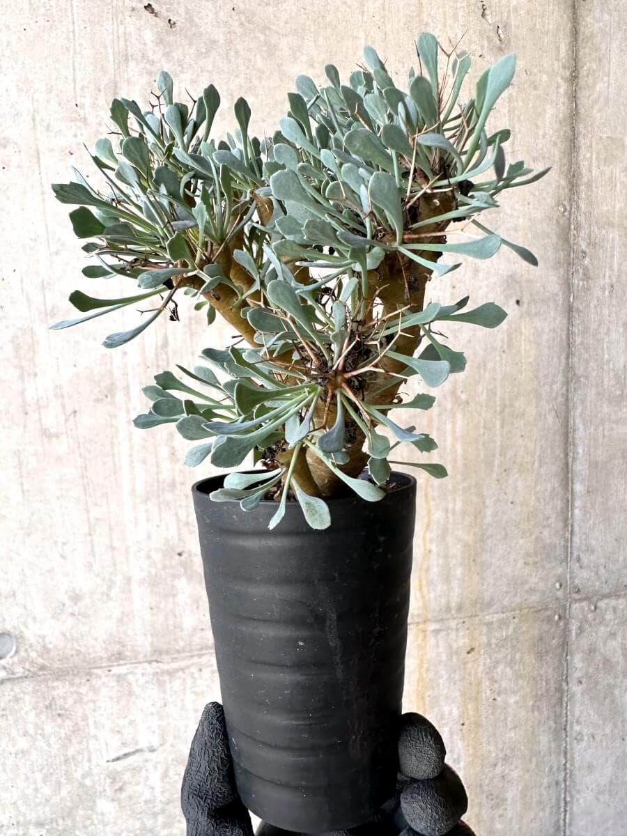 【現品限り】オトンナ・ユーフォルビオイデス【O52】 Othonna euphorbioides