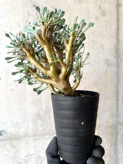 【現品限り】オトンナ・ユーフォルビオイデス【O52】 Othonna euphorbioides